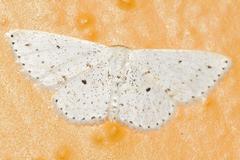 Idaea tacturata