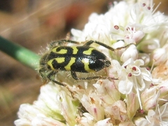 Trichodes ornatus