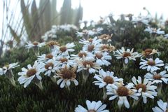 Linochilus colombianus