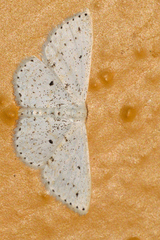 Idaea tacturata