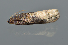 Ecdytolopha