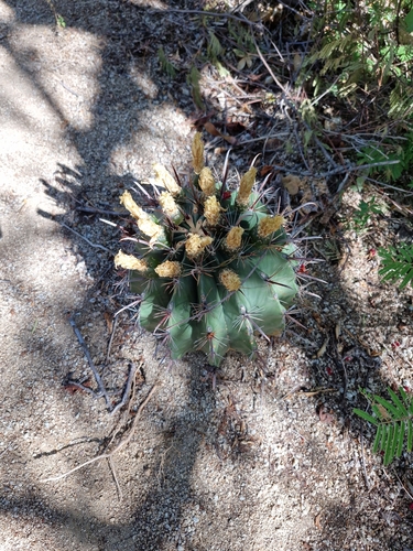 Image of Ferocactus townsendianus by (c) Diego Maldonado de la Torre, some rights reserved (CC BY)