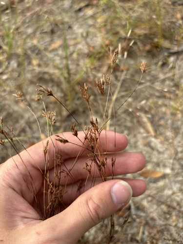 Image of Bulbostylis ciliatifolia by (c) Kristály Cravens-Liszak, some rights reserved (CC BY)