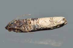 Ecdytolopha