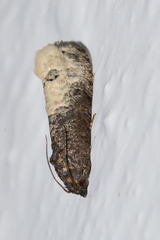 Ecdytolopha
