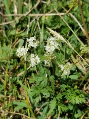 Torilis nodosa