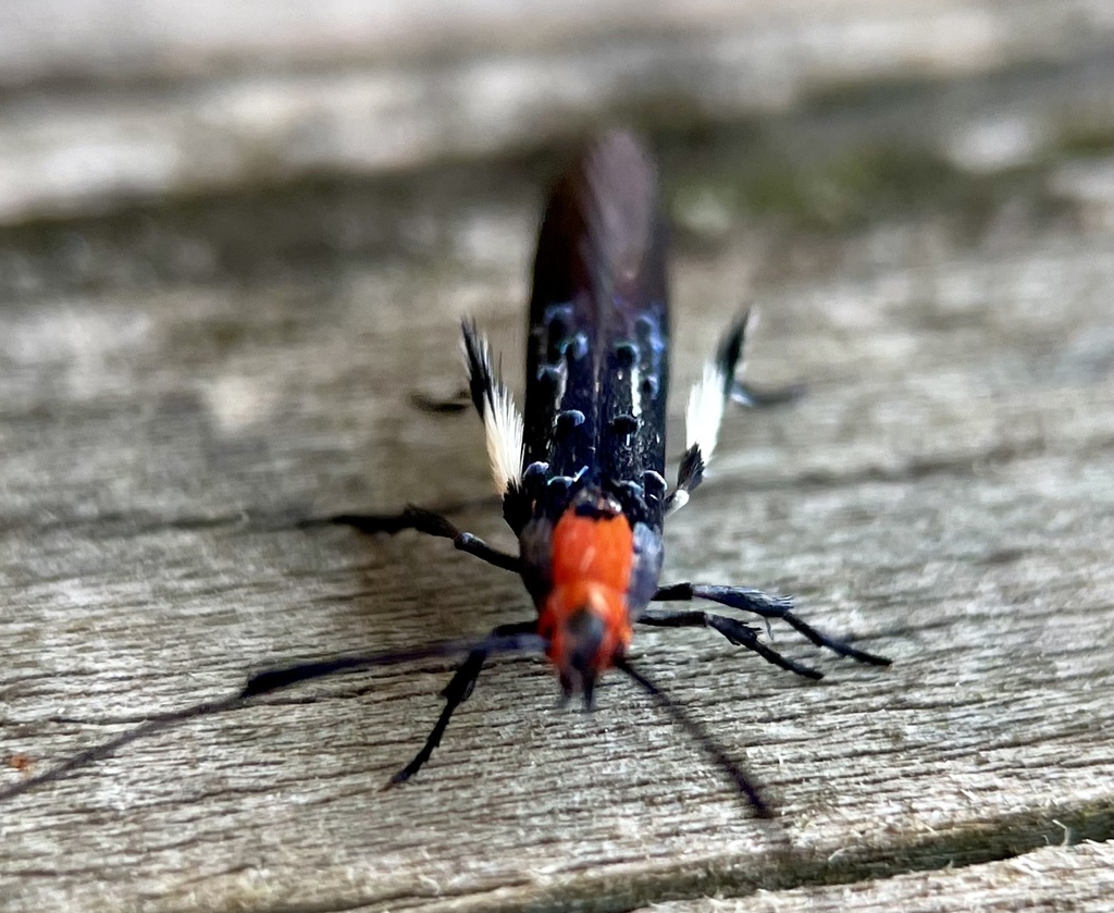 Grass Miner Moths