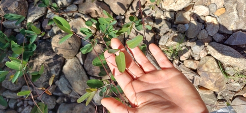 Image of Camptosema rubicundum by (c) Agustina Medina, some rights reserved (CC BY)