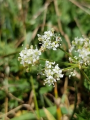 Torilis nodosa