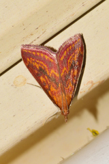 Pyrausta obtusanalis
