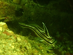 Pareques acuminatus