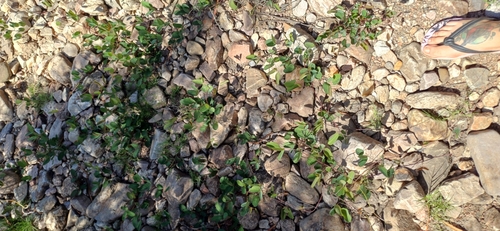 Image of Camptosema rubicundum by (c) Agustina Medina, some rights reserved (CC BY)