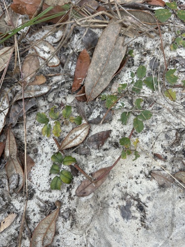 Image of Tephrosia chrysophylla by (c) Kristály Cravens-Liszak, some rights reserved (CC BY)