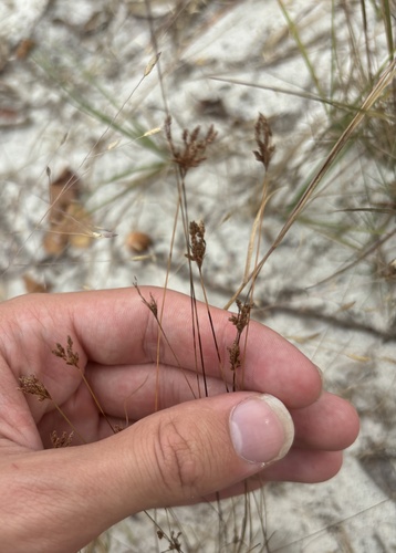 Image of Bulbostylis ciliatifolia by (c) Kristály Cravens-Liszak, some rights reserved (CC BY)