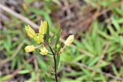 Asclepias pedicellata image