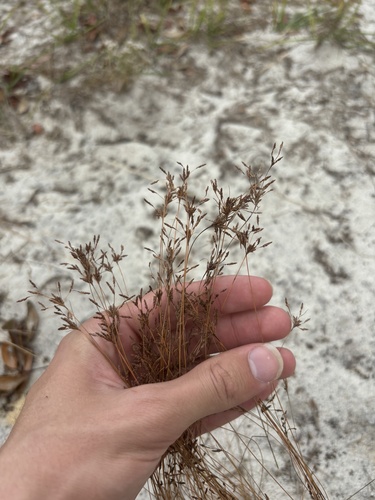 Image of Bulbostylis ciliatifolia by (c) Kristály Cravens-Liszak, some rights reserved (CC BY)
