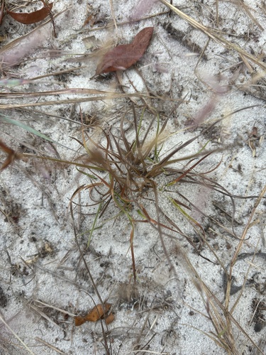 Image of Cyperus nashii by (c) Kristály Cravens-Liszak, some rights reserved (CC BY)