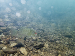 Ambloplites constellatus