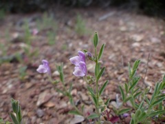 Scutellaria siphocampyloides