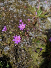 Lewisia columbiana