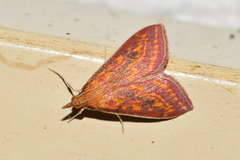Pyrausta obtusanalis