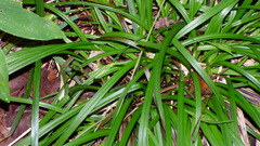 Carex backii