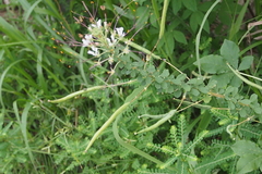 Cleome gynandra