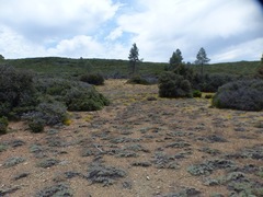 Eriogonum wrightii subscaposum