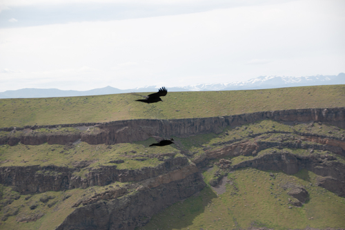Common Raven photographed in Idaho