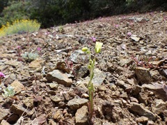 Emmenanthe penduliflora penduliflora