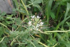 Cleome gynandra
