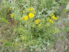 Inula