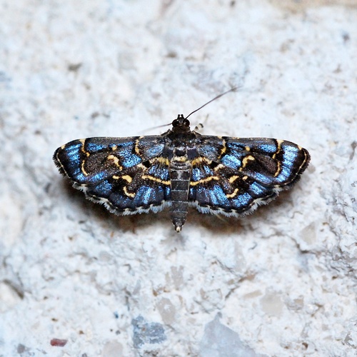 Eurrhyparodes splendens Druce, 1895