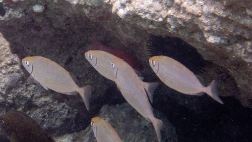 Rivulated Rabbitfish, photo 7 of 7