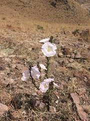 Ipomoea durangensis