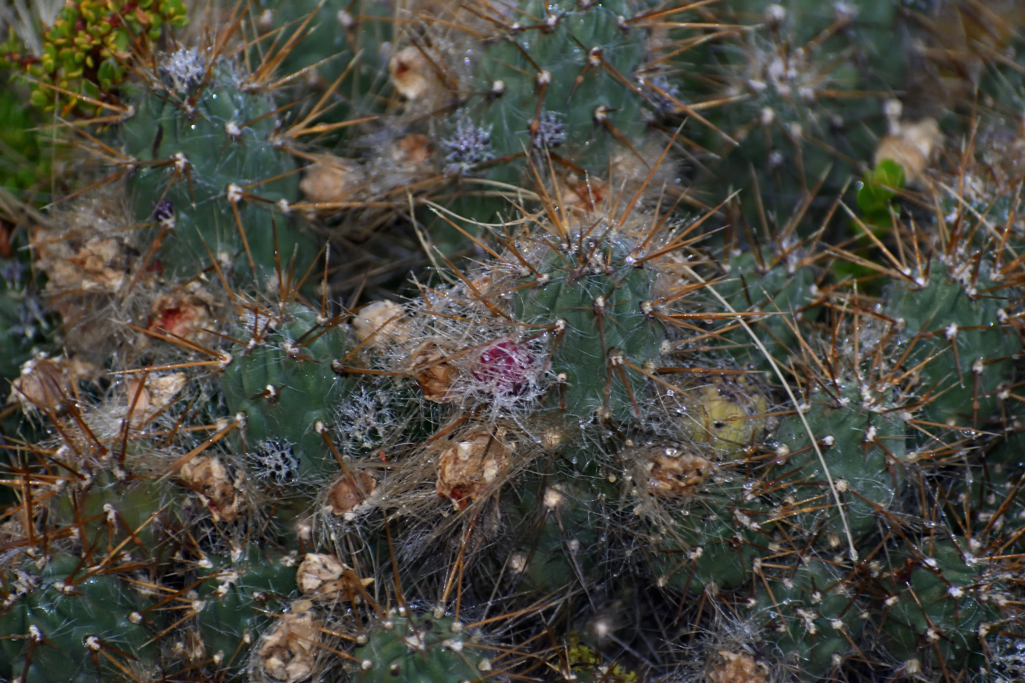 Austrocylindropuntia lauliacoana