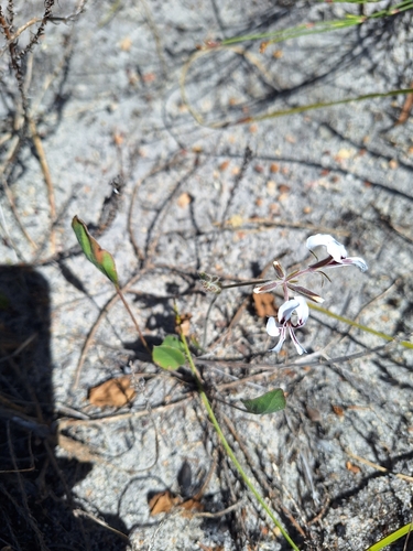 Image of Pelargonium psammophilum by (c) Adele SL, some rights reserved (CC BY)