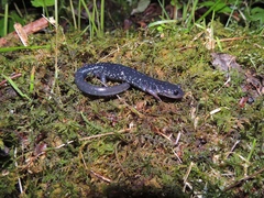 Plethodon teyahalee