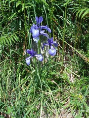 Iris latifolia