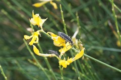 Epicauta cinctipennis