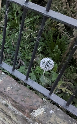 Tall globethistle (Echinops exaltatus)