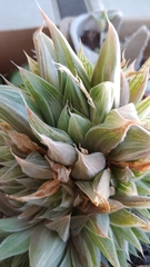 Haworthia