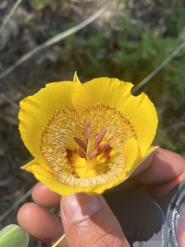 Image of Calochortus clavatus by no rights reserved