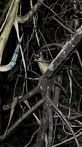 black four-eyed opossums