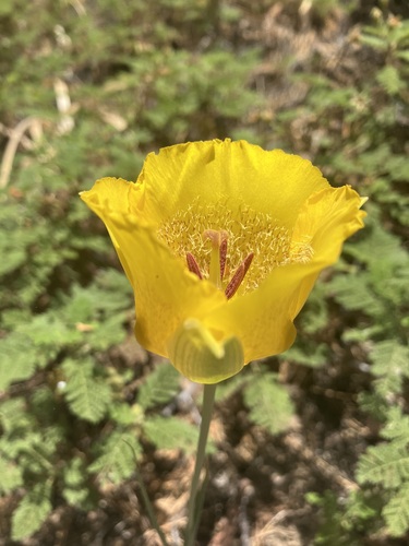 Image of Calochortus clavatus by no rights reserved
