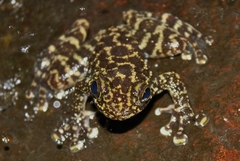 Amolops hongkongensis