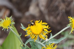 Xanthoepalpus bicolor