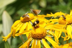 Xanthoepalpus bicolor