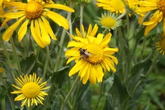 Sericomyia flagrans