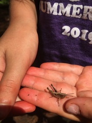 Chloealtis conspersa